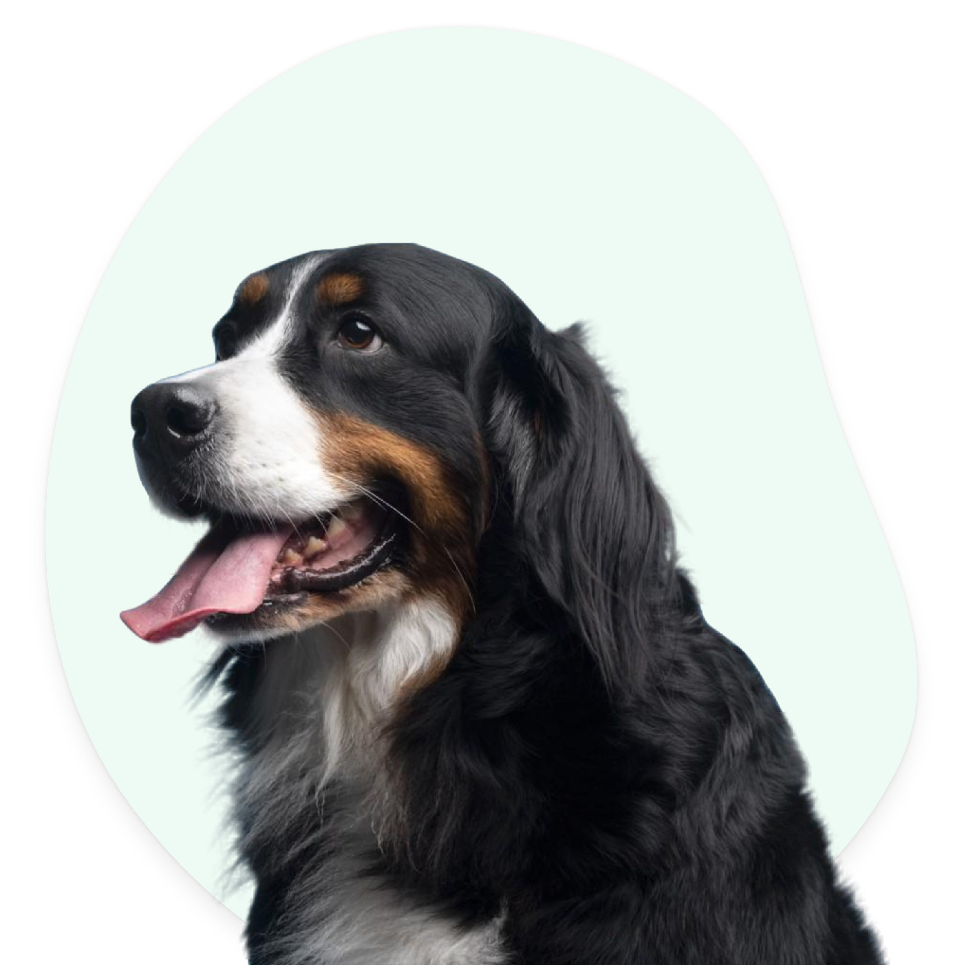doggy